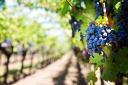 cofiprof paolo parola torino notizie OCM Vino Piemonte 2018-2019 - Contributo a fondo perduto per investimenti nel settore vitivinicolo