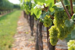 Vino liguria